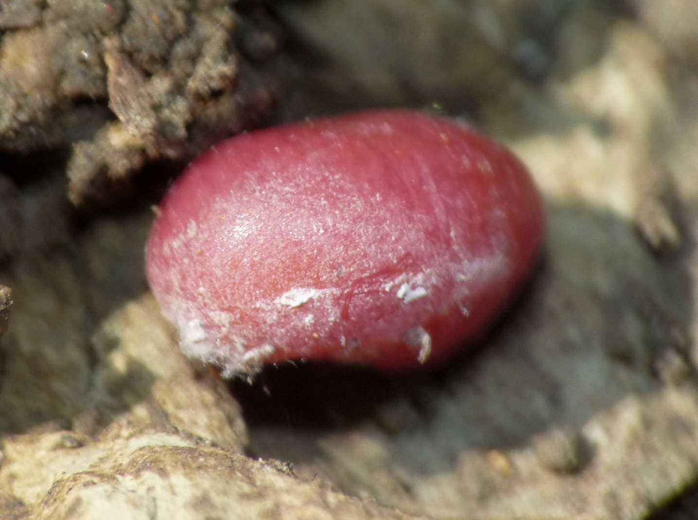 Afidi (Tetraneura sp.?) e coccidi ospiti di Tapinoma